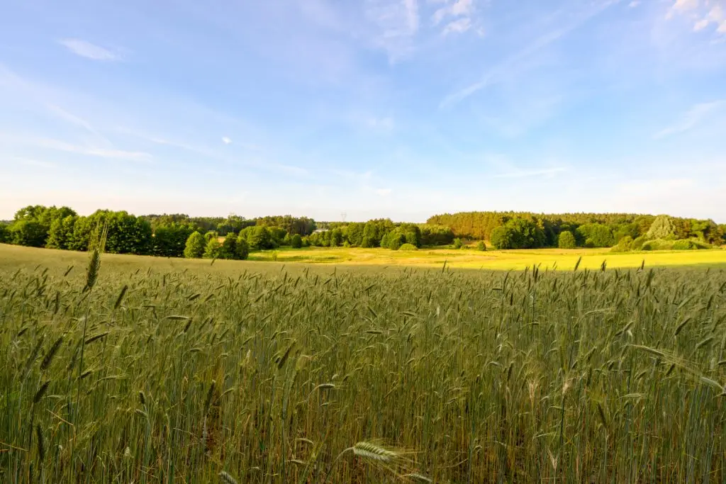 Kameralne działki budowlane w Kłodawie – cisza, zieleń i przestrzeń blisko Gorzowa