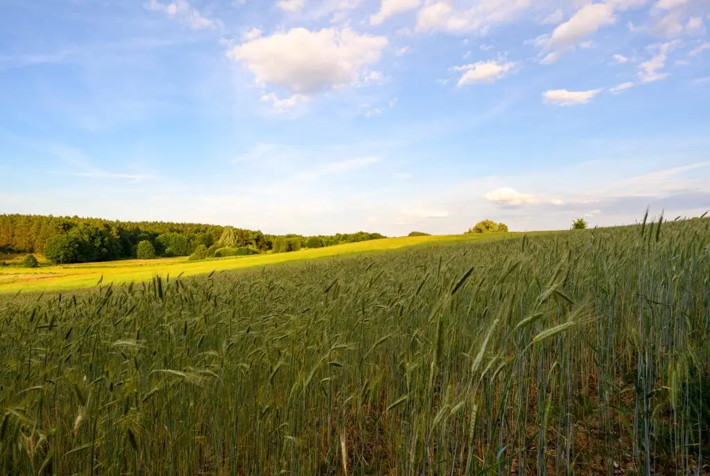 Kameralne działki budowlane w Kłodawie – cisza, zieleń i przestrzeń blisko Gorzowa