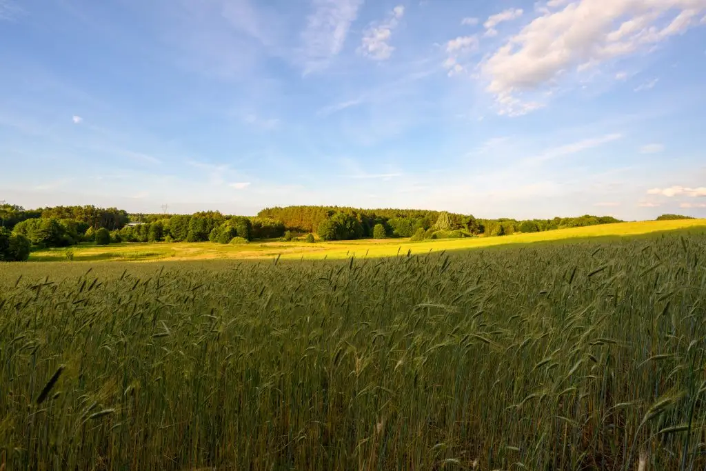 Kameralne działki budowlane w Kłodawie – cisza, zieleń i przestrzeń blisko Gorzowa